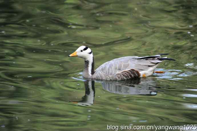 游水的斑头雁与翘鼻麻鸭