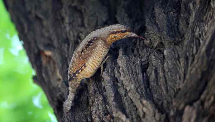 歪脖儿蚁鴷——长长的红舌头