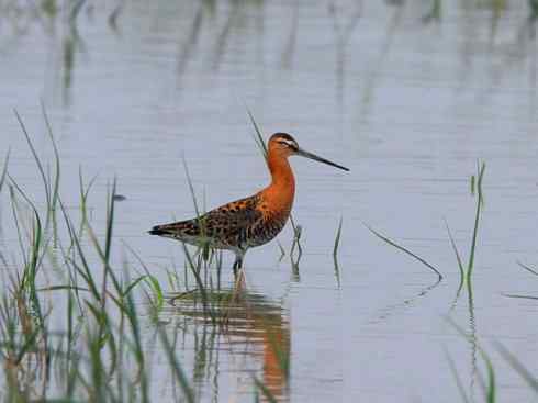 鸟类之最：斑尾滕鹬