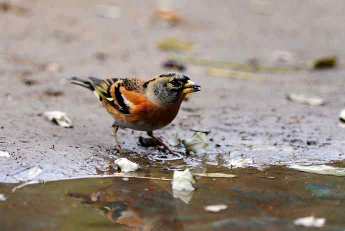 燕雀(抓拍)1 燕雀(抓拍)1