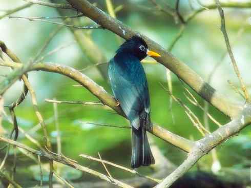 美丽无罪：雀鸟之欣赏2