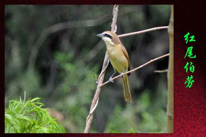 红尾伯劳 红尾伯劳