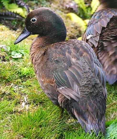 雁鸭之最之四（奥克兰鸭、山蓝鸭、绿头鸭）