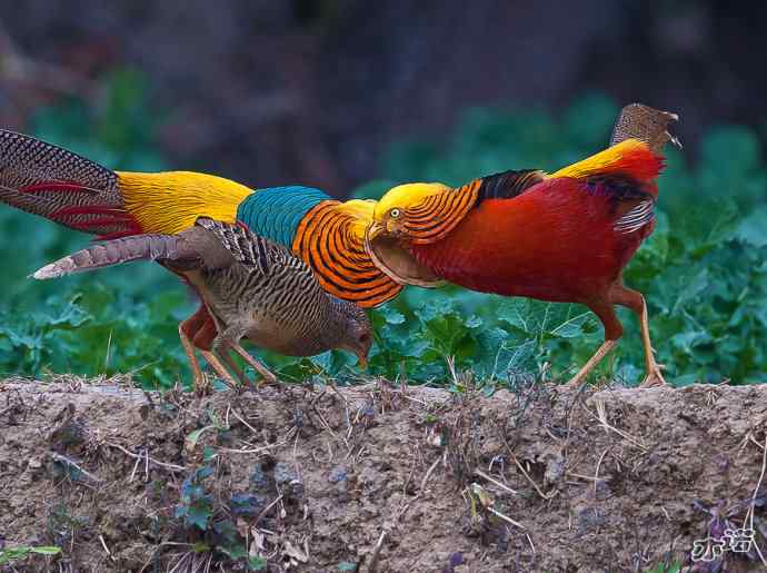 红腹锦鸡 wbr路 wbr有望当选为国鸟的鸟 红腹锦鸡 wbr路 wbr有望当选为国鸟的鸟