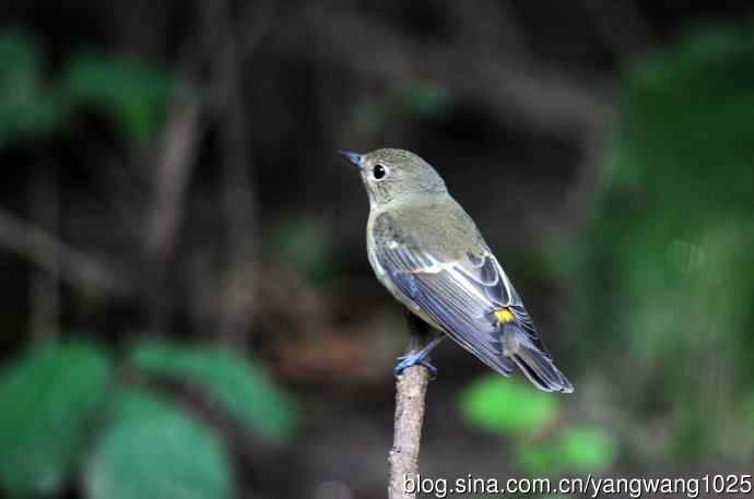 雌性白眉姬鹟(13) 雌性白眉姬鹟(13)