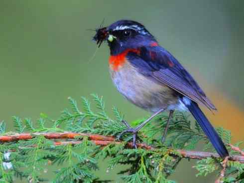 美丽无罪：雀鸟之林鸲