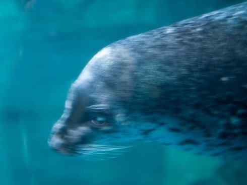 自然奇观：动物大迁徙(鳍足类)