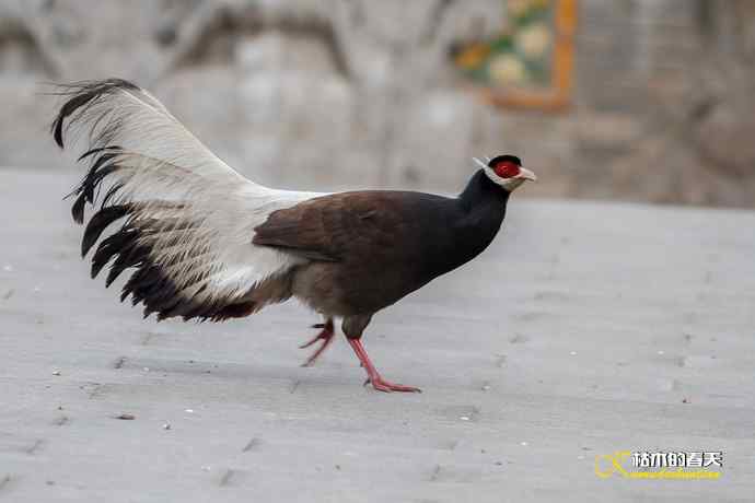 玄中古寺拍鈥満致恚Γ┾