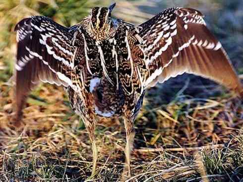 鸟类之最：斑腹沙锥