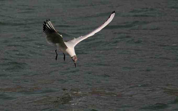 三家店水库今天突现大批迁徙海鸥（组图）