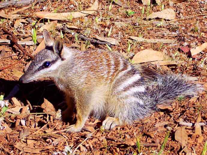 盘点十二大著名食蚁动物：袋食蚁兽