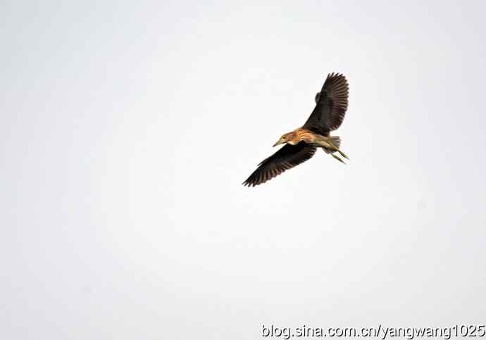 杂片（斑头雁、海鸥、夜鹭）