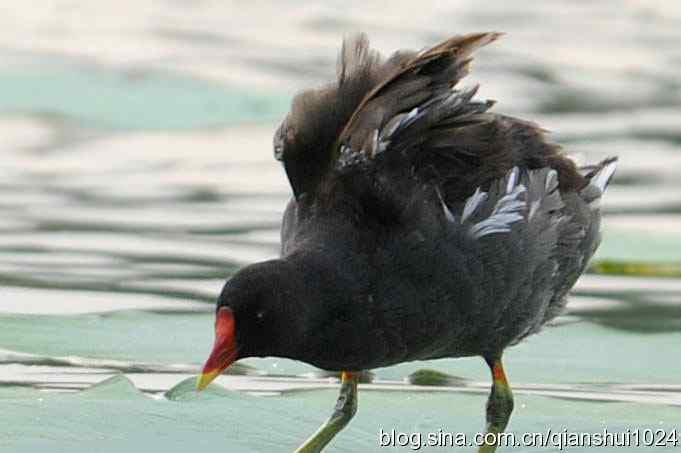 鸟儿快乐.人更快乐(沙河.奥体公园)