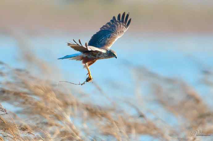 【行为-纪实】野鸭湖觅食的白腹鹞