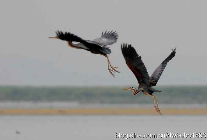 乌梁素海之草鹭鈥斺斈诿晒勰裥校ǘ）