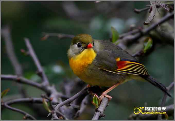 红嘴相思鸟【照片】