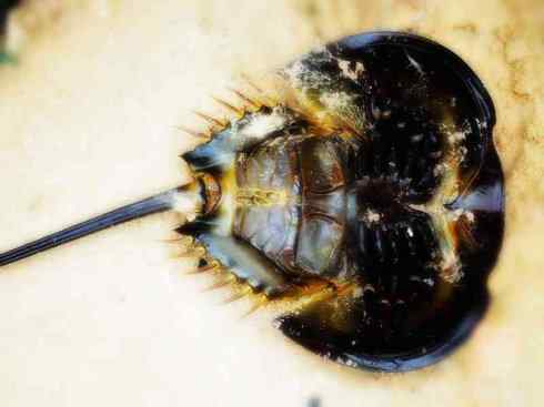 自然奇观：动物大迁徙(鲎)