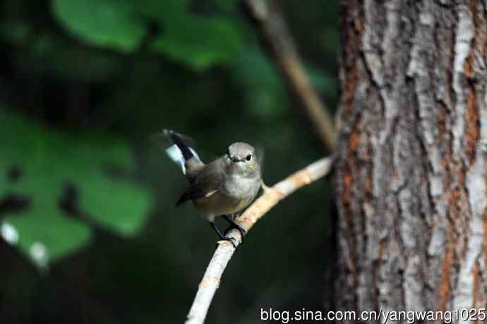 红喉姬鹟（19）