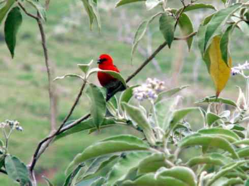极品红色鸟类：红艳织雀