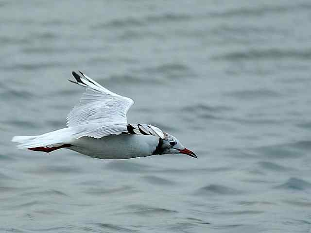 北戴河湿地演绎鸥鹭风情