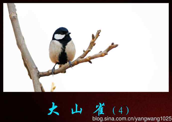 大山雀（4）