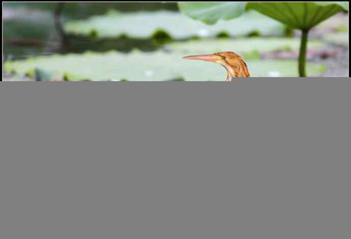 青年黄苇鳽和青年黑水鸡