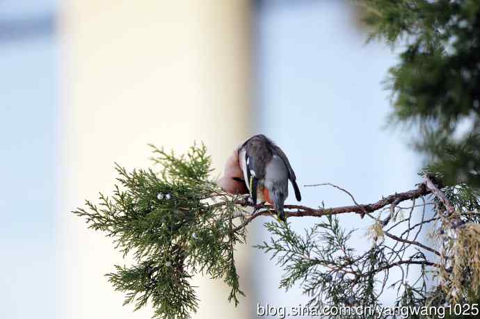 美吗?（太平鸟梳理篇）3