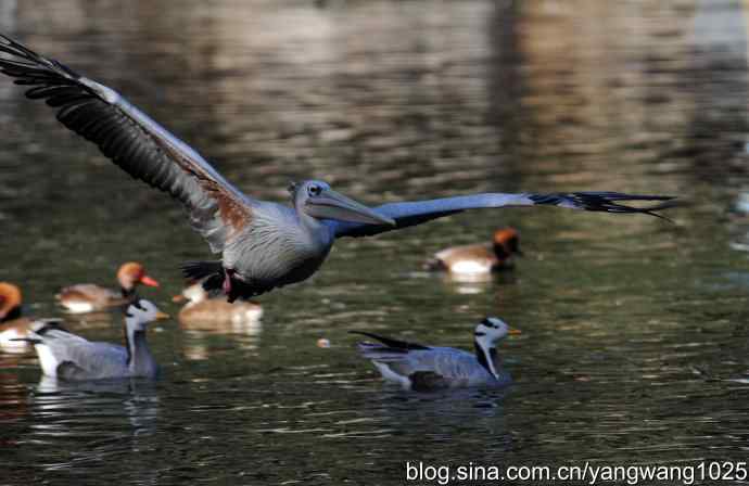 再拍鹈鹕 wbr wbr12