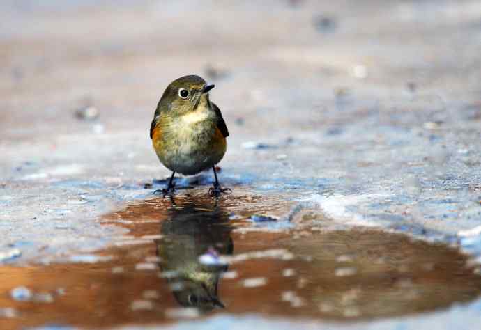 雌性红胁蓝尾鸲（20）