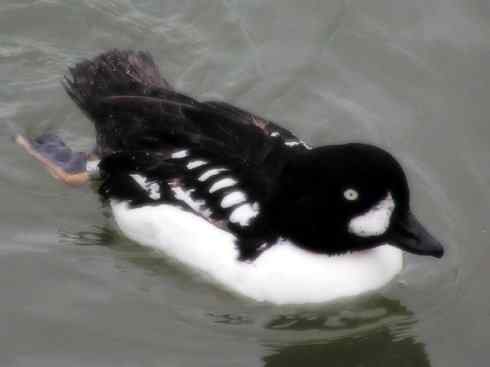 雁鸭之最之七（冠麻鸭、秋沙鸭、鹊鸭）
