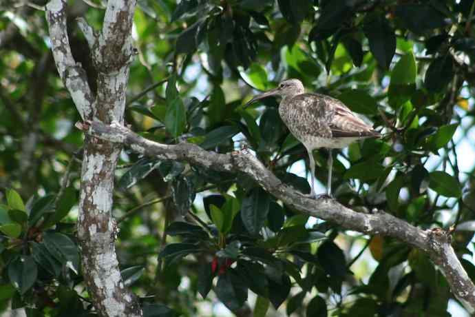 摄鸟拾趣（四） wbr中杓鹬(yu)2008.09