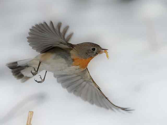 红胸姬鹟演绎冬天里的童话