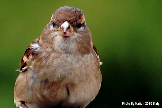 【亚平宁半岛之旅 wbr. wbr鸟鸟猎摄】