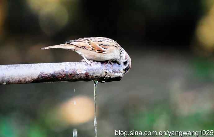 北京天坛公园的鸟类——喝水的麻雀
