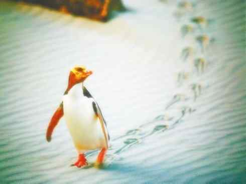 鸟类之最:巴布亚企鹅 鸟类之最:巴布亚企鹅