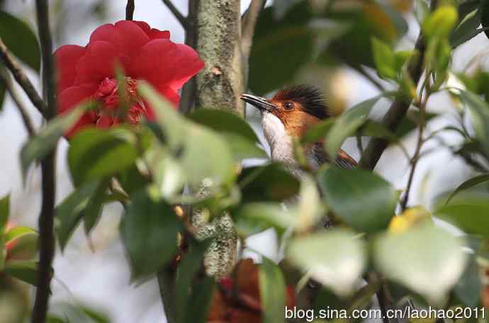 浙江拍的几种鹎