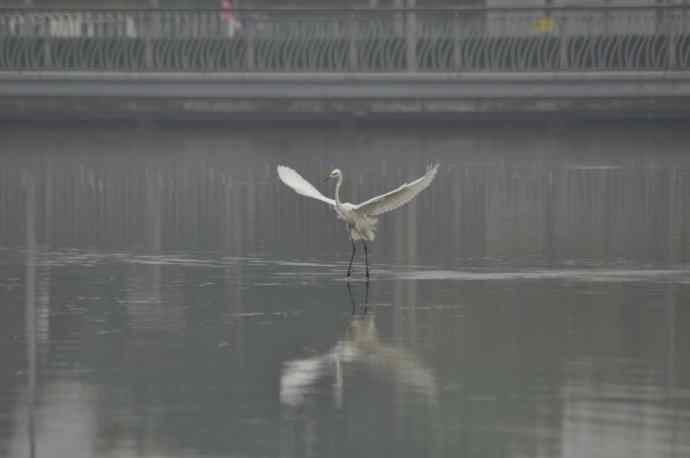 奥林匹克公园白鹭飞 wbr2