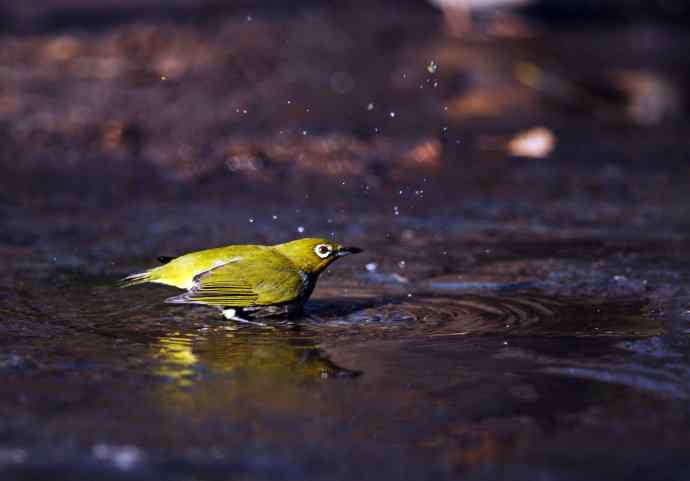 暗绿绣眼鸟（洗浴在冰水中）