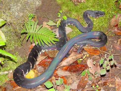 龙：传说的兽原型探秘（树蟒类）