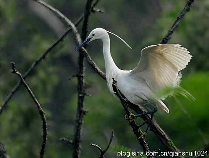 白羽飘逸.风情小白鹭