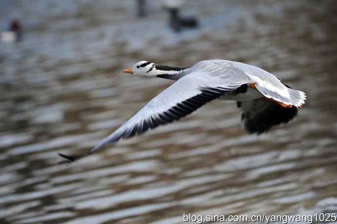 舞(斑头雁)1 舞(斑头雁)1