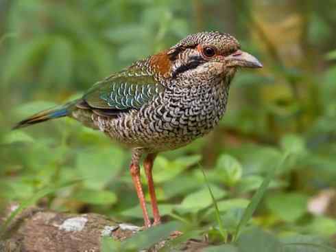 绝色攀禽：佛法僧目之地鴗