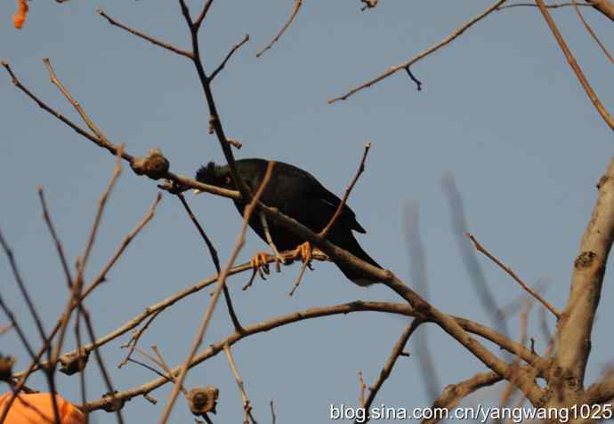 谁爱吃柿子？（八哥）