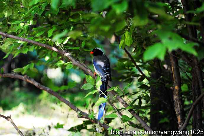 红嘴蓝鹊（5）