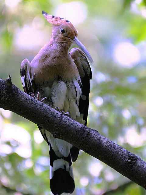 戴胜开冠数毛（鸟儿为悦己者容）