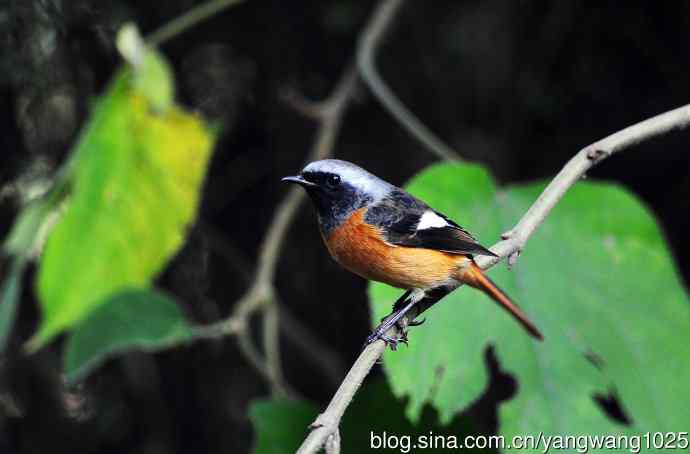 雄性北红尾鸲（17）