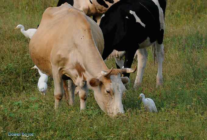 牛鹭两相伴 wbr景鸟一镜收 牛鹭两相伴 wbr景鸟一镜收