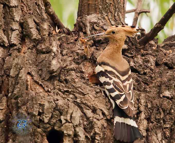 首次拍到戴胜奇观（组图，20张图片）