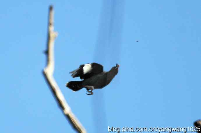 捕飞虫的八哥（记实）续1