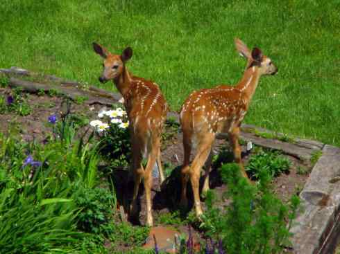 小鹿斑比姐妹俩